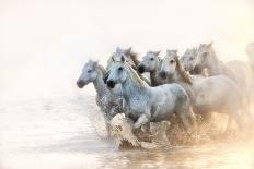 White Horses of Camargue, France Running in Mediterranean Water-Sheila Haddad-Photographic Print
