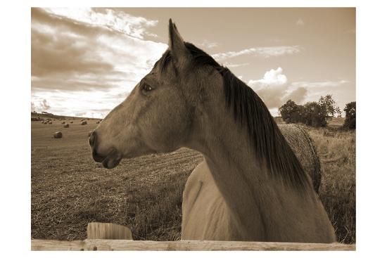 Photographic Print, , large