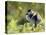 Shelduck Duckling, Belgium, Europe-Bernard Castelein-Stretched Canvas