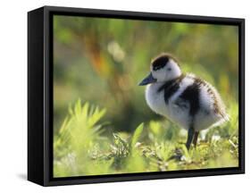 Shelduck Duckling, Belgium, Europe-Bernard Castelein-Framed Stretched Canvas