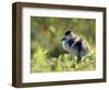 Shelduck Duckling, Belgium, Europe-Bernard Castelein-Framed Premium Photographic Print