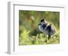 Shelduck Duckling, Belgium, Europe-Bernard Castelein-Framed Premium Photographic Print