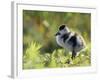 Shelduck Duckling, Belgium, Europe-Bernard Castelein-Framed Photographic Print