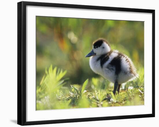 Shelduck Duckling, Belgium, Europe-Bernard Castelein-Framed Photographic Print