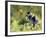 Shelduck Duckling, Belgium, Europe-Bernard Castelein-Framed Photographic Print