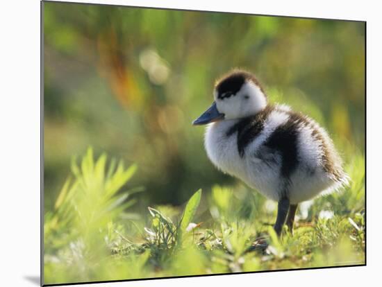 Shelduck Duckling, Belgium, Europe-Bernard Castelein-Mounted Photographic Print