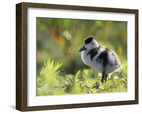 Shelduck Duckling, Belgium, Europe-Bernard Castelein-Framed Photographic Print