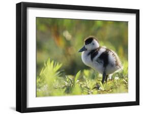 Shelduck Duckling, Belgium, Europe-Bernard Castelein-Framed Photographic Print