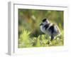 Shelduck Duckling, Belgium, Europe-Bernard Castelein-Framed Photographic Print