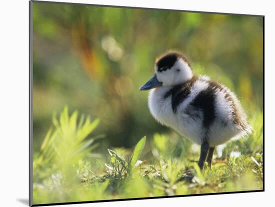 Shelduck Duckling, Belgium, Europe-Bernard Castelein-Mounted Photographic Print