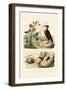 Shell, 1833-39-null-Framed Giclee Print