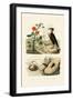 Shell, 1833-39-null-Framed Giclee Print