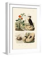 Shell, 1833-39-null-Framed Giclee Print