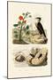 Shell, 1833-39-null-Mounted Giclee Print