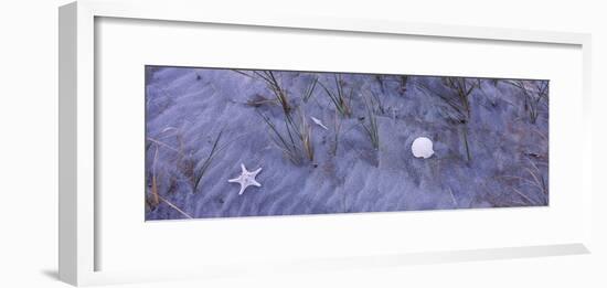 Shell and a starfish on the beach, Florida, USA-Panoramic Images-Framed Photographic Print