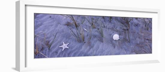 Shell and a starfish on the beach, Florida, USA-Panoramic Images-Framed Photographic Print