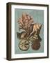 Shell and Coral on Aqua I-Vision Studio-Framed Art Print