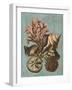 Shell and Coral on Aqua I-Vision Studio-Framed Art Print