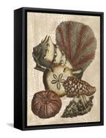 Shell and Coral on Cream II-Vision Studio-Framed Stretched Canvas