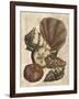 Shell and Coral on Cream II-Vision Studio-Framed Art Print