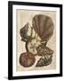 Shell and Coral on Cream II-Vision Studio-Framed Art Print