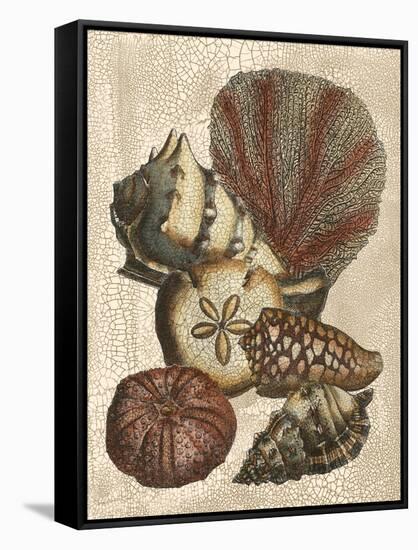 Shell and Coral on Cream II-Vision Studio-Framed Stretched Canvas