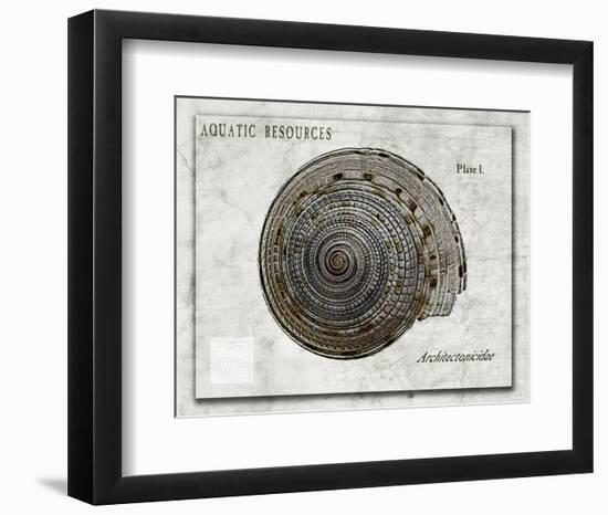 Shell: Architectonicidae, Staircase Shell-Christine Zalewski-Framed Art Print