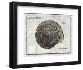 Shell: Architectonicidae, Staircase Shell-Christine Zalewski-Framed Art Print