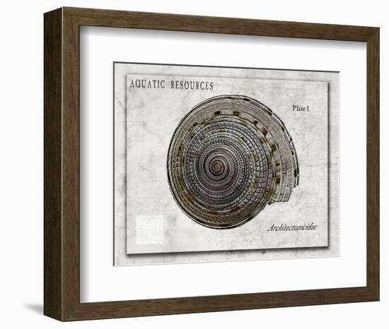 Shell: Architectonicidae, Staircase Shell-Christine Zalewski-Framed Art Print