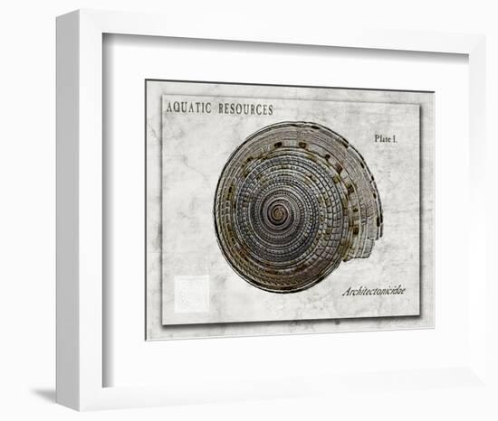 Shell: Architectonicidae, Staircase Shell-Christine Zalewski-Framed Art Print