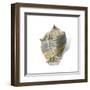 Shell Ashore-Aimee Wilson-Framed Art Print