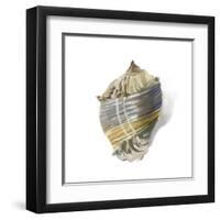 Shell Ashore-Aimee Wilson-Framed Art Print