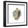 Shell Ashore-Aimee Wilson-Framed Art Print