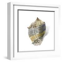 Shell Ashore-Aimee Wilson-Framed Art Print