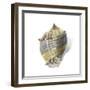 Shell Ashore-Aimee Wilson-Framed Premium Giclee Print