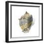 Shell Ashore-Aimee Wilson-Framed Premium Giclee Print