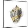 Shell Ashore-Aimee Wilson-Mounted Premium Giclee Print