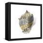 Shell Ashore-Aimee Wilson-Framed Stretched Canvas