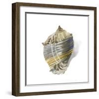 Shell Ashore-Aimee Wilson-Framed Art Print