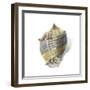 Shell Ashore-Aimee Wilson-Framed Art Print