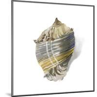 Shell Ashore-Aimee Wilson-Mounted Art Print