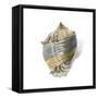 Shell Ashore-Aimee Wilson-Framed Stretched Canvas