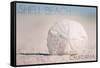Shell Beach, California - Sand Dollar and Beach-Lantern Press-Framed Stretched Canvas