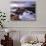 Shell Beach, California-Daniel Kuras-Premium Photographic Print displayed on a wall