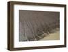 Shell Beach, North Guyana-Pete Oxford-Framed Photographic Print