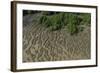 Shell Beach, North Guyana-Pete Oxford-Framed Photographic Print