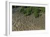 Shell Beach, North Guyana-Pete Oxford-Framed Photographic Print