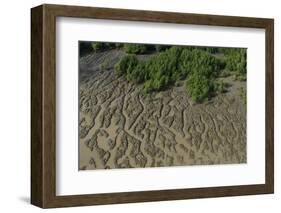 Shell Beach, North Guyana-Pete Oxford-Framed Photographic Print