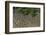 Shell Beach, North Guyana-Pete Oxford-Framed Photographic Print