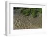 Shell Beach, North Guyana-Pete Oxford-Framed Photographic Print